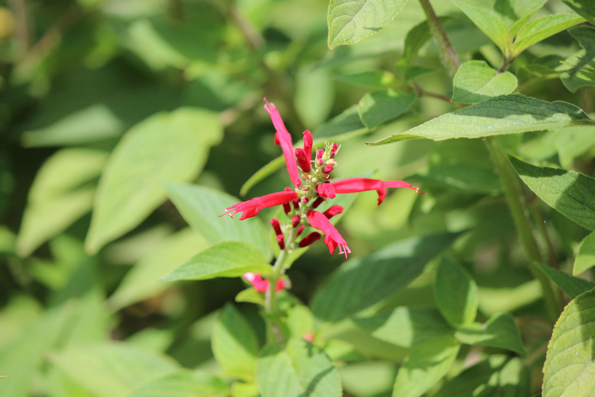 Salvia elegans